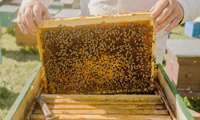 طرح سرشماری و آمارگیری زنبور عسل از 15 مهر سال جاری آغاز می شود.